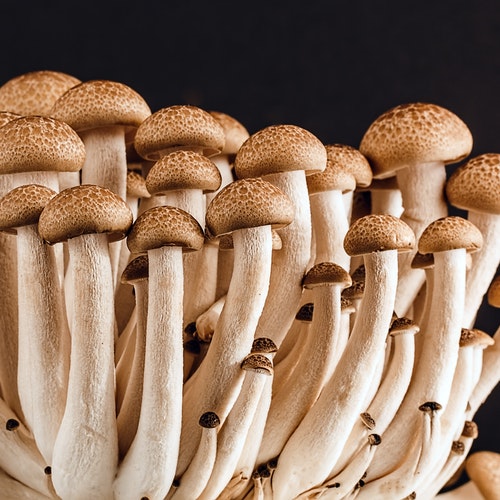 Mushroom Grow Buddy - Grow Unlimited Mushrooms At Home!